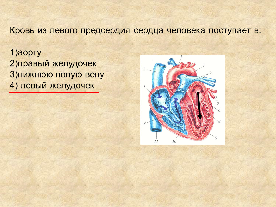 В правый желудочек сердца человека поступает. Кровь в аорту поступает из. Из предсердия кровь поступает в. Из левого предсердия кровь поступает в. Из левого предсердия сердца человека кровь поступает в.