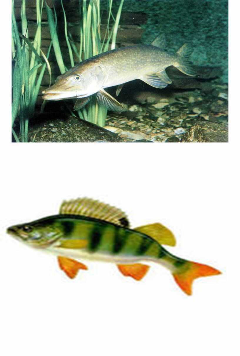 Конспект урока биологии по теме "Рыбы"