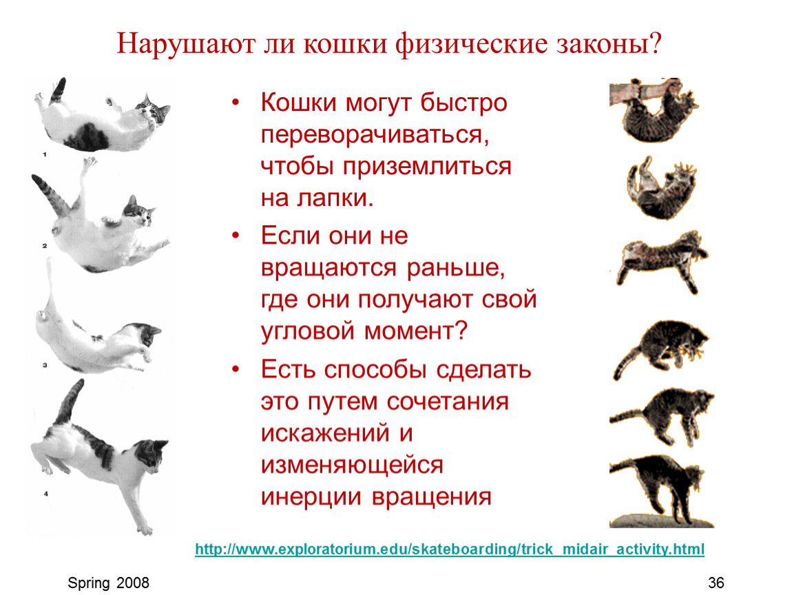 Встать на лапы. Кошка приземляется на лапы. Почему кошки приземляются на лапы. Почему коты всегда приземляются на лапы. Кошка падает на лапы.