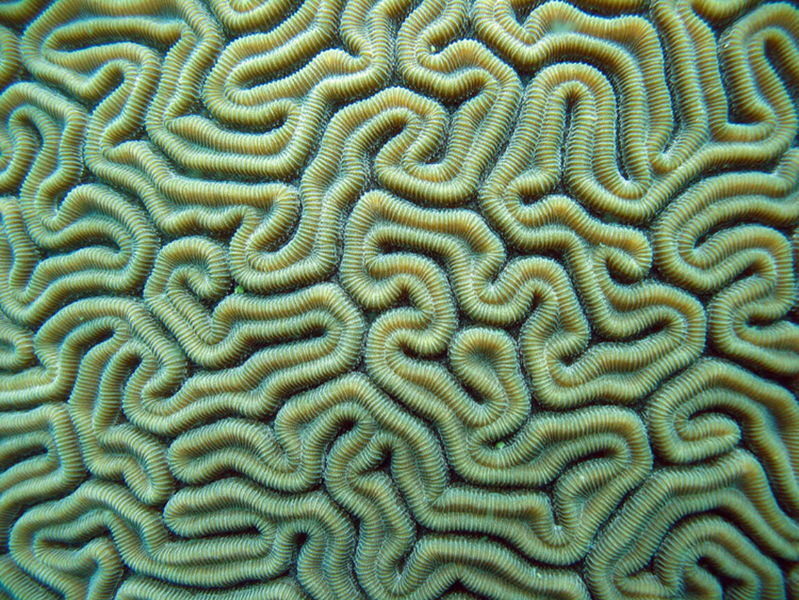 Коралл мозговик узор