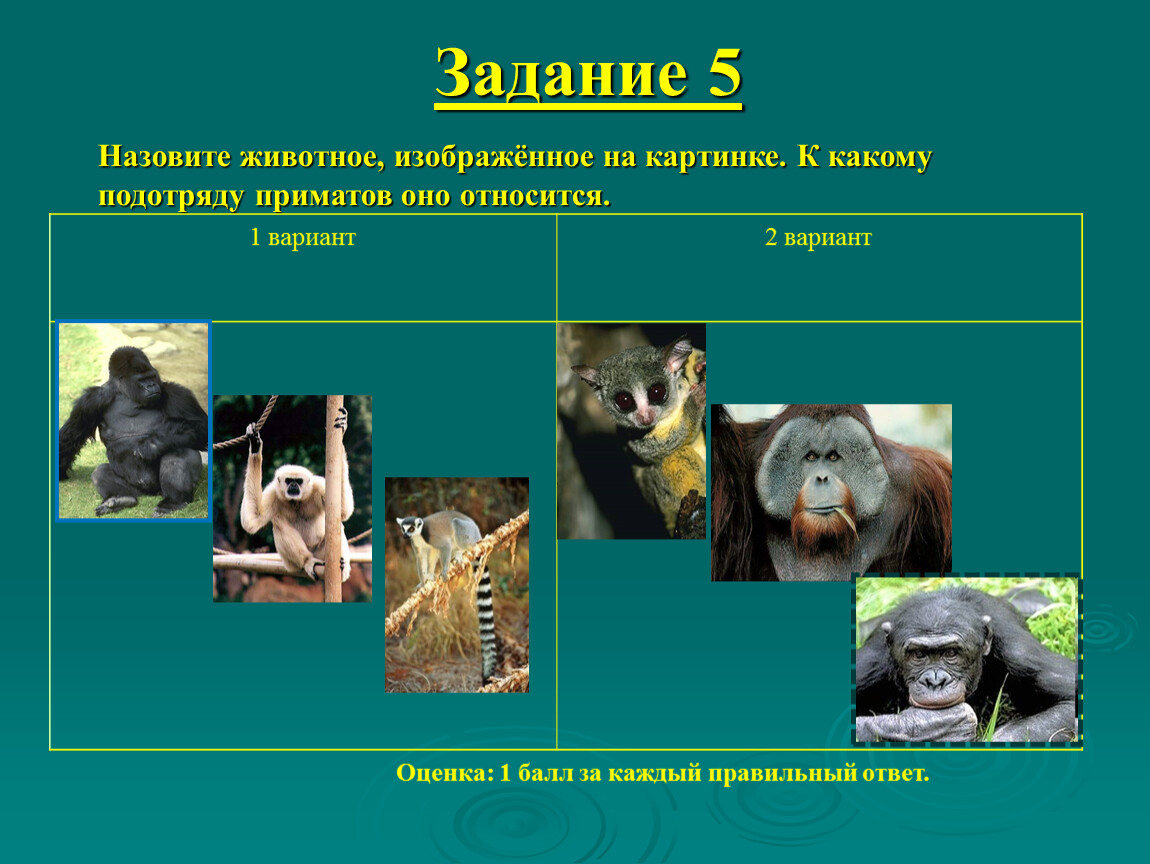 Человек относится к классу приматов. Приматы отряды млекопитающих. Класс млекопитающие отряд приматы. Отряд приматы представители. К отряду приматы относятся.