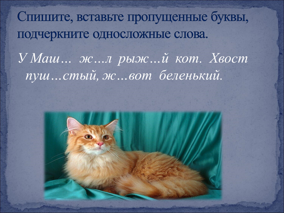 У маши живут 5 котят. У Маши жил рыжий кот хвост пушистый живот Беленький. Хвост это односложное слово. У Миши жил кот звали кота Рыжик. У Маши живет кот.