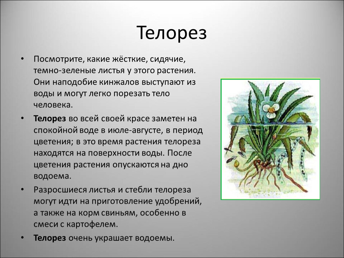 Растения водоемов 2 класс окружающий мир. Телорез. Растения пресных водоемов 2 класс. Растения пресных водоемов 2 класс начальная школа 21 века презентация.