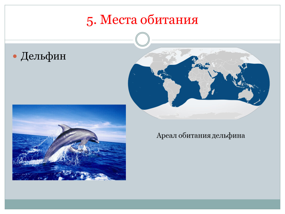 Дельфин среда обитания. Местообитание дельфина. Место обитания дельфинов. Ареал дельфинов. Ореол обитания дельфинов.