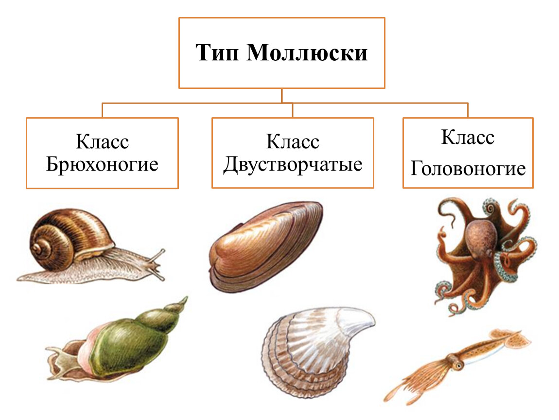 Класс моллюски примеры. Класс брюхоногие класс двустворчатые класс головоногие. Систематика животных моллюски. Животные которые входят в класс двустворчатые. Виды ракушек.