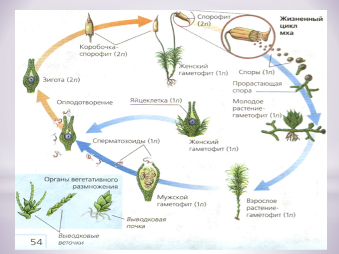 Тест по биологии размножение 10 класс. Жизненный цикл растений. Жизненный цикл (размножение) биология. Циклы растений. Особенности размножения человека.