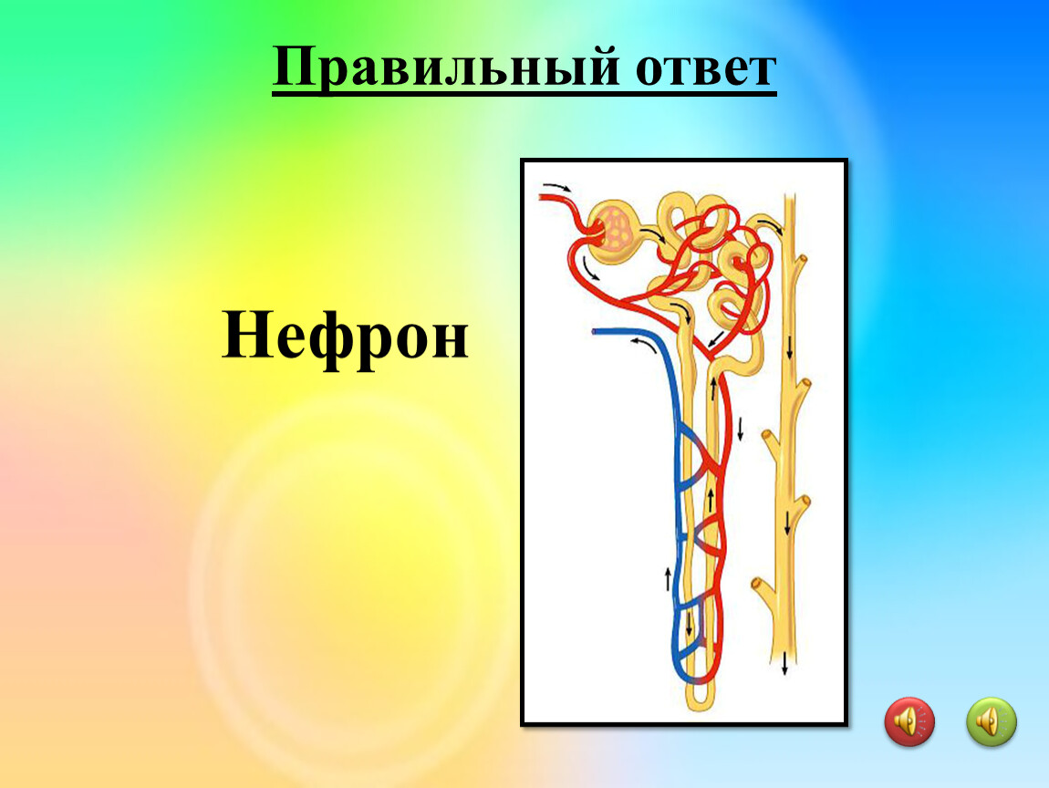 2 подпиши рисунок. Нефрон. Нефрон презентация. Модель нефрона. Короткий нефрон.