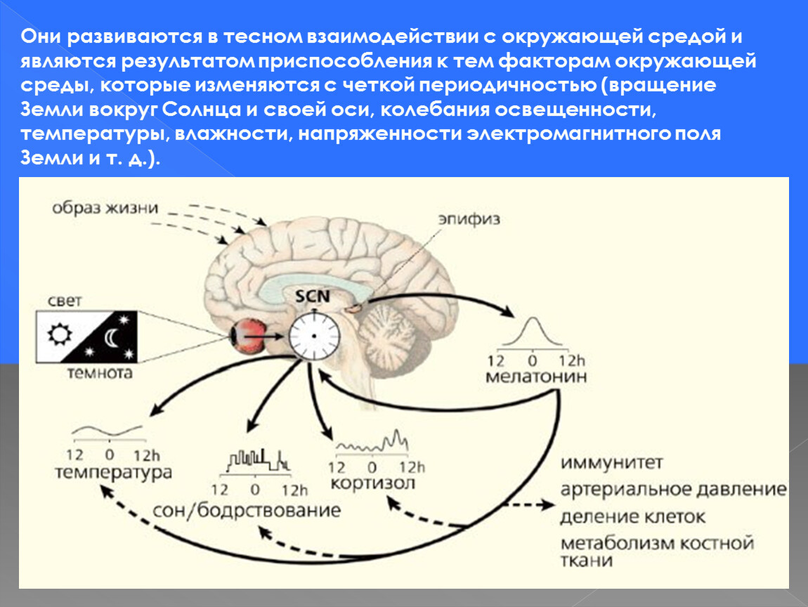 Презентация биологические ритмы и их влияние на работоспособность человека обж 10