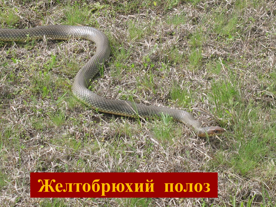 Змеи краснодарского края с фото и описанием желтобрюх