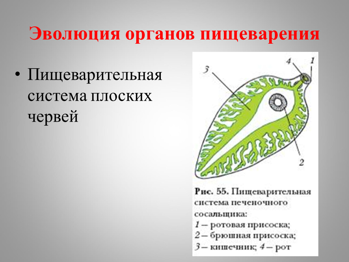 Пищеварительная система животных презентация