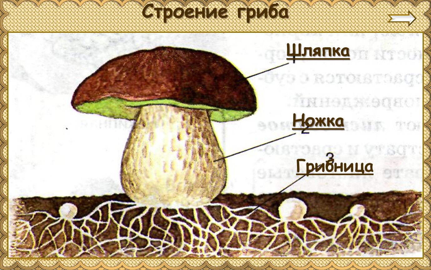 Строение гриба 4 класс