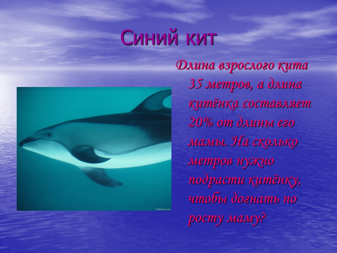 Длина сине. Длина взрослого кита. Кит 20 метров. Длина синего взрослого кита. Сколько метров кит.