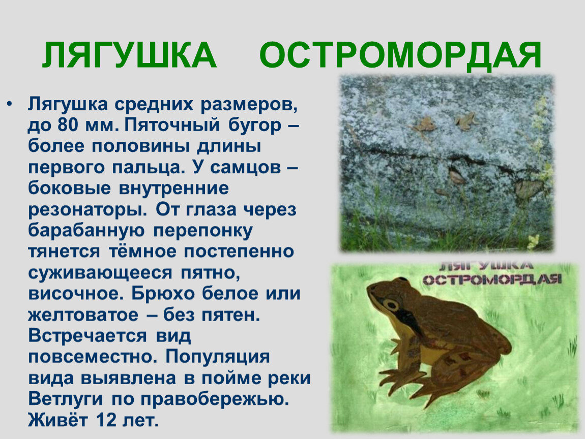 Особенности образа жизни лягушки. Остромордая лягушка и травяная лягушка отличия. Лягушка обыкновенная среда обитания. Серая жаба и остромордая лягушка. Лягушка остромордая краткое описание.