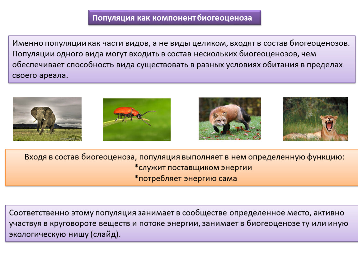 Экологическая ниша презентация 9. Экологическая ниша в популяции. Популяции организмов. Экологическая ниша это в биологии. Экологическая ниша организмов определяется.