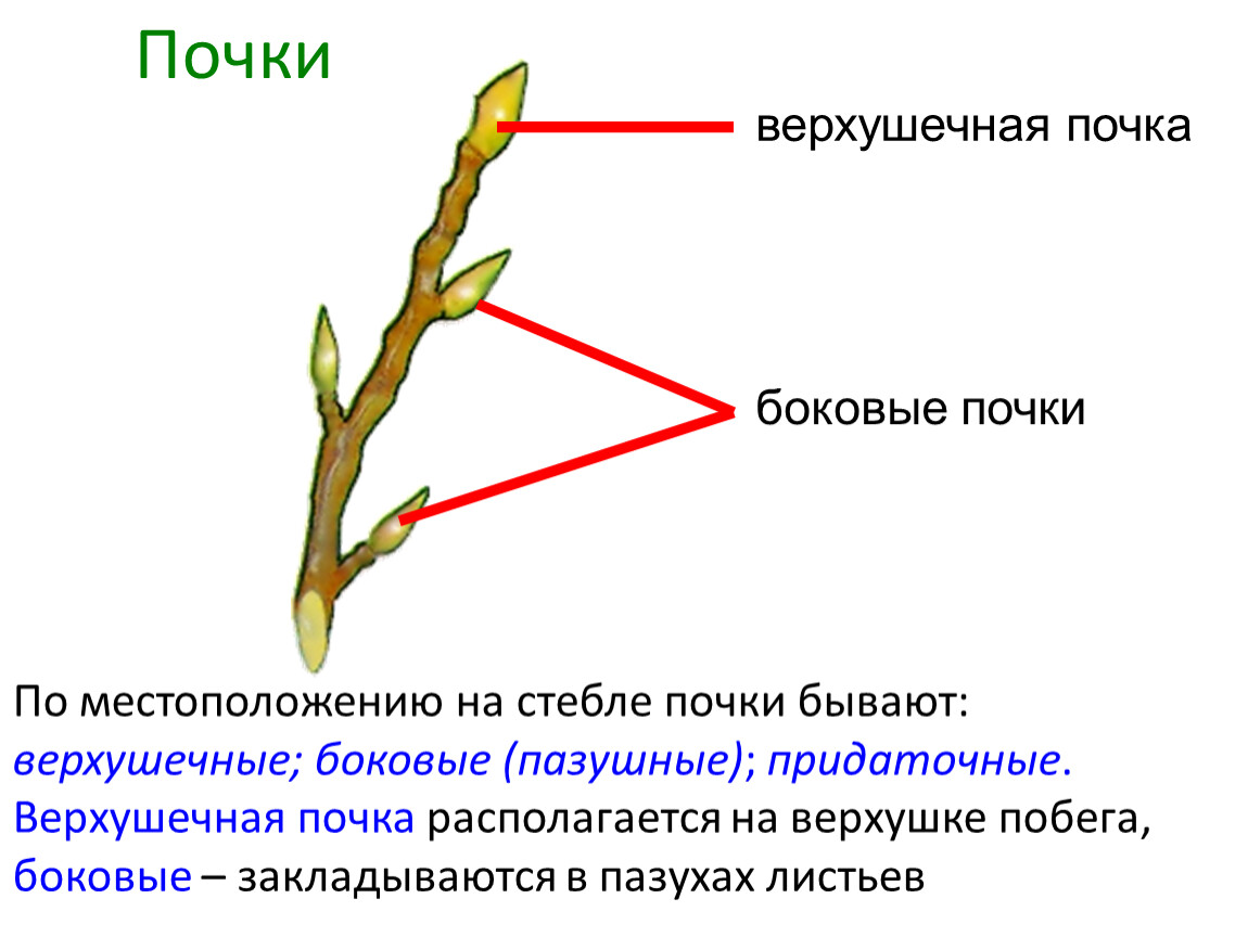 Листья долго сохраняют верхушечный рост. Почки верхушечные пазушные придаточные. Верхушечная почка побега. Верхушечные боковые пазушные придаточные почки. Побег растения почка верхушечная.