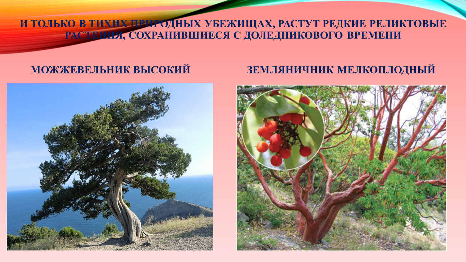 Реликтовые растения Крыма