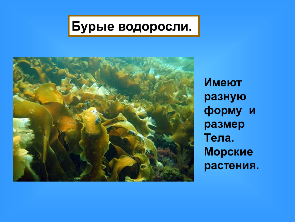 Водоросли не имеют ответ. Водоросль ламинария среда обитания. Среда обитания бурых водорослей. Морские растения презентация. Бурые водоросли обитание.