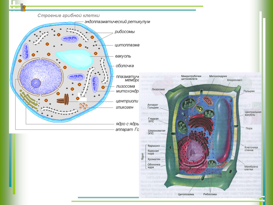 Строение растительной животной грибной клеток