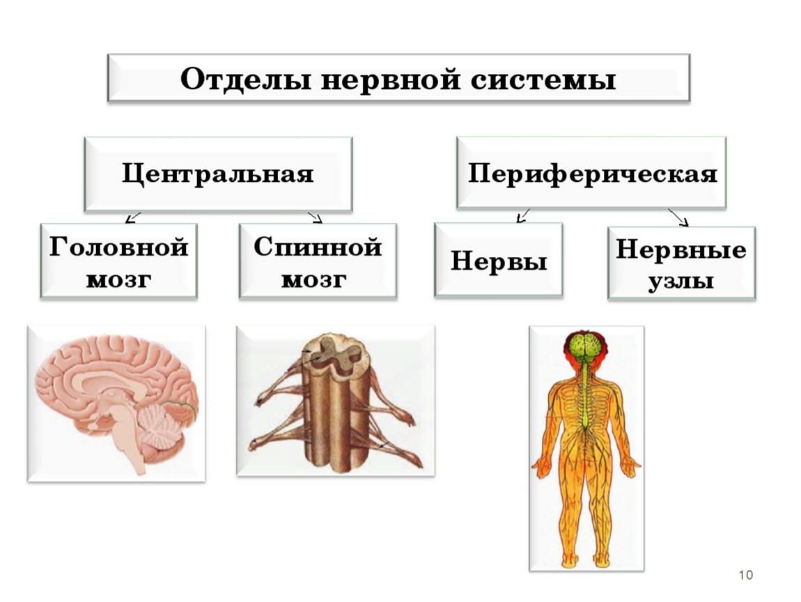 Центр периферическая нервной системы. Отделы нервной системы человека схема. Схема центральной и периферической нервной системы с отделами. Нервная система человека строение Центральная и периферическая. Нервная система человека Центральная и периферическая таблица.