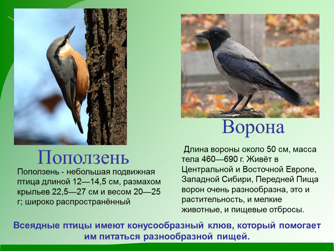 Птицы доклад 7 класс. Длина вороны. Растительные птицы доклад. Многообразие птиц 7 класс биология. Сообщение о многообразии птиц.