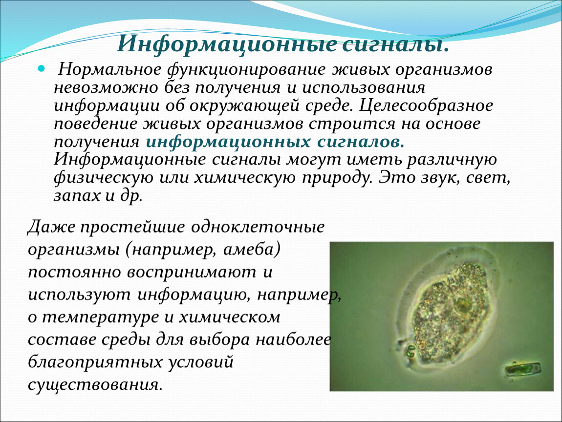 Невозможно без. Нормальная жизнедеятельность. Целесообразное поведение это. Информационные процессы в живой и неживой природе. Использование информации.