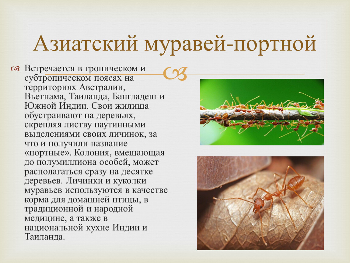 Какой тип развития характерен для муравья. Азиатский муравей-портной. Муравьи презентация 3 класс окружающий мир. Азиатские муравьи. Муравьи портные.