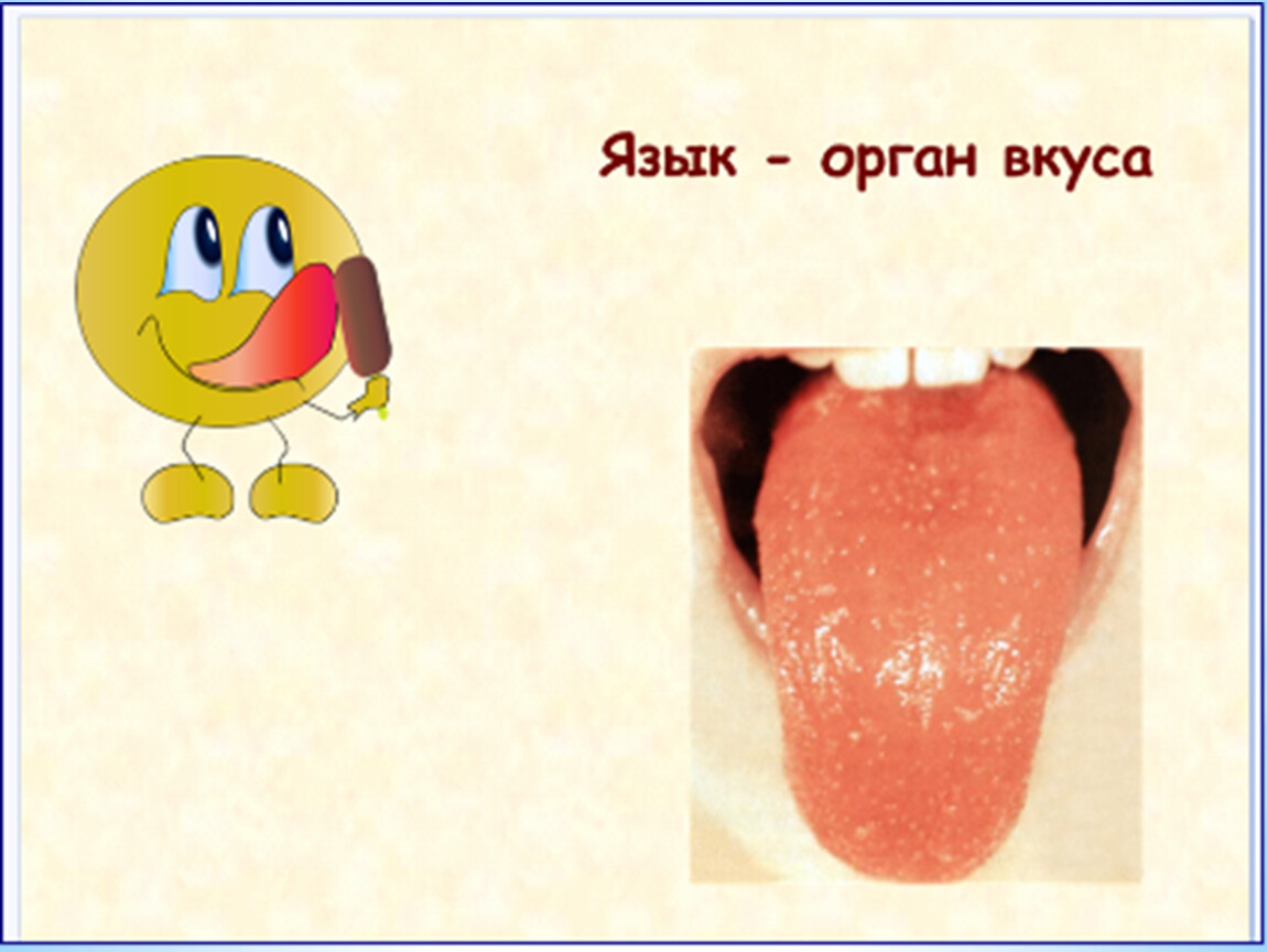 Язык презентация 3 класс. Органы чувств человека язык. Орган вкуса для детей. Язык орган чувств для детей.