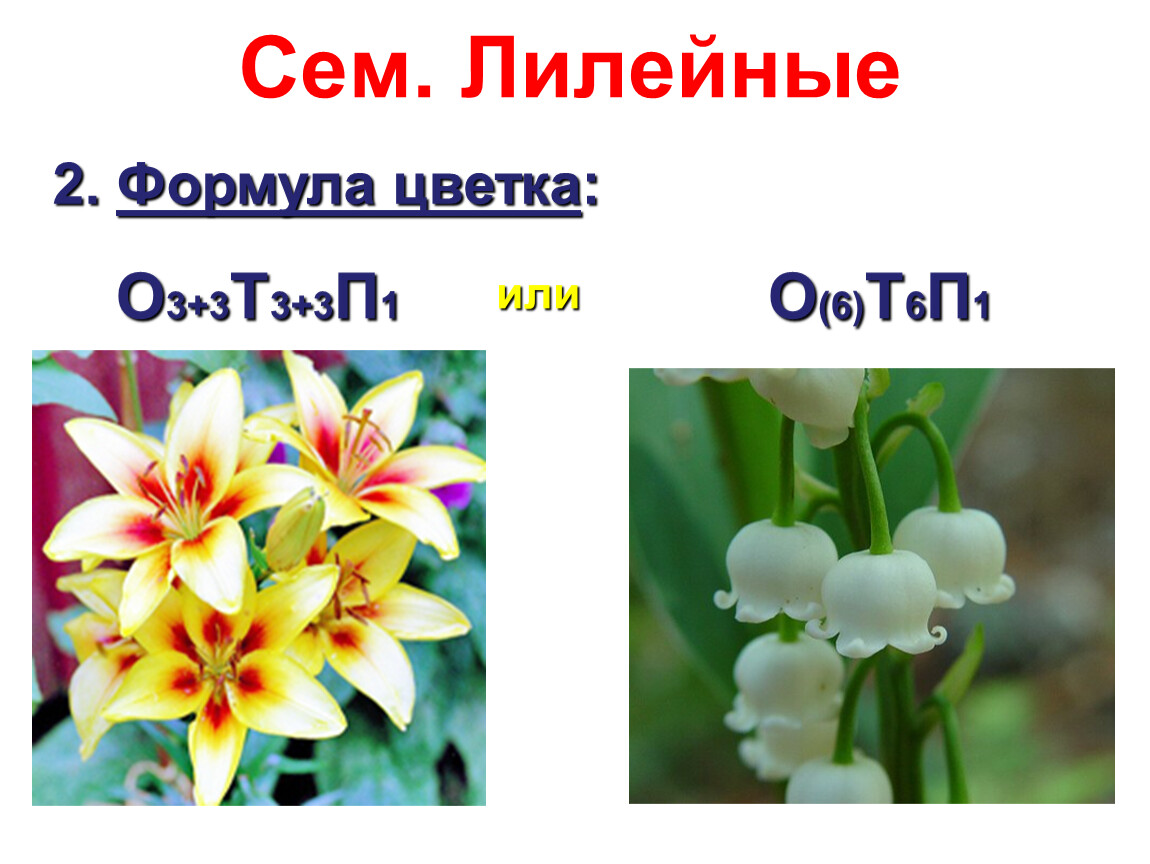 Формула о3 3т3 3п1. Формула цветка семейства Лилейные. Формула цветка лилейных растений. Однодольные семейство Лилейные представители. Представители семейства Лилейные 7 класс.