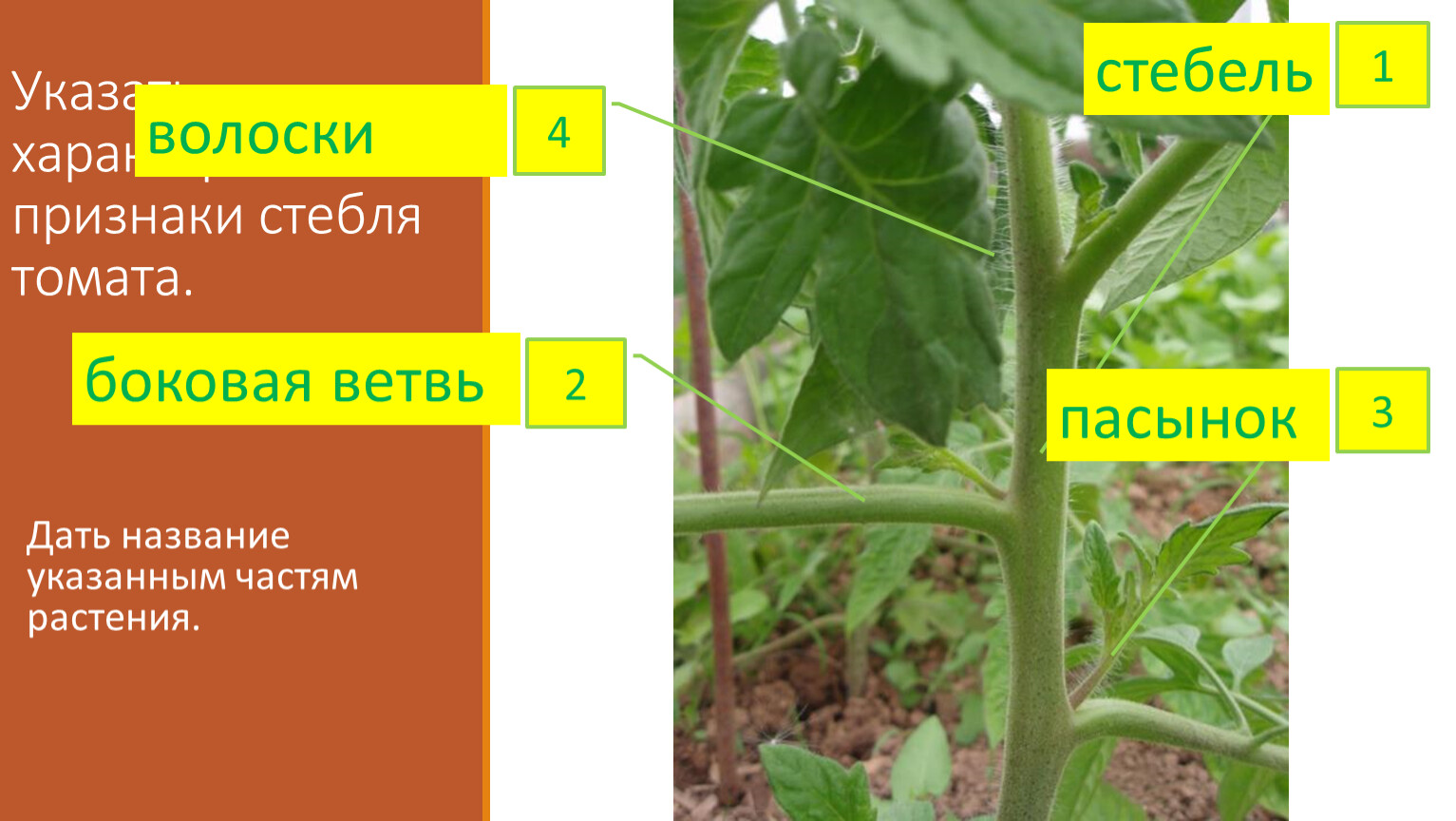 Установлено что высокий стебель у томата доминирует