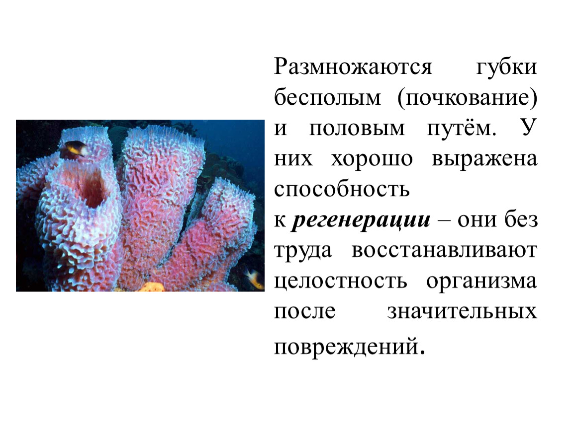 Тип губки. Тип губки размножение 7 класс. Размножение пресноводной губки кратко. Размножение губок биология 7 класс. Стеклянные губки размножение.