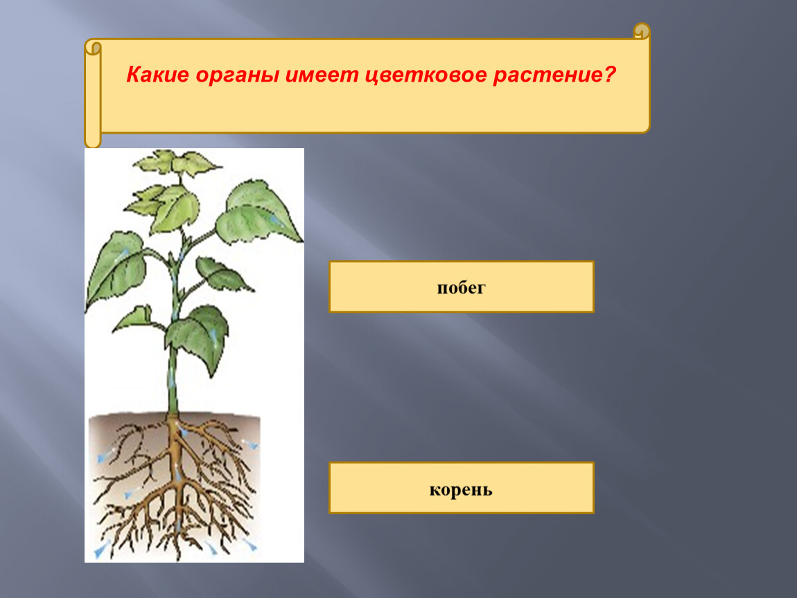Строение побега корня. Корни растений. Корни цветкового растения. Цветок побег корень. Органы растений корень.