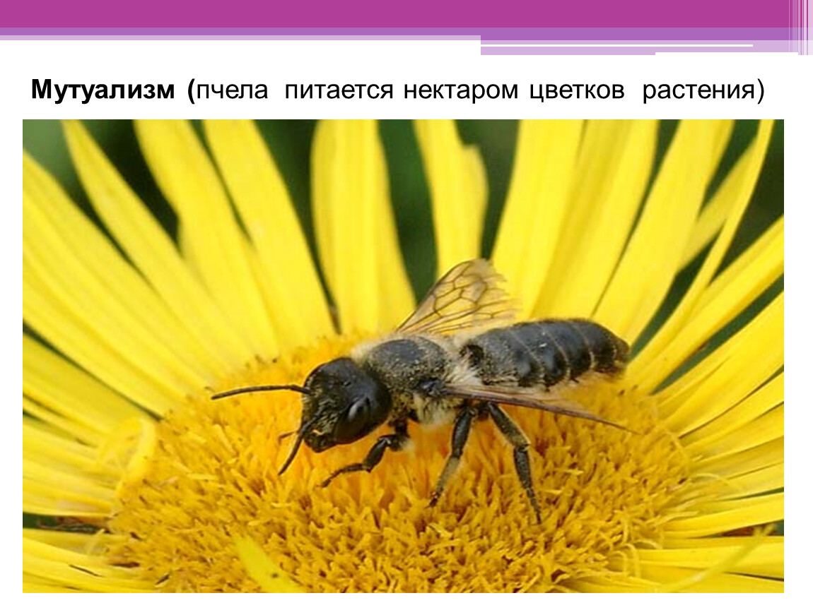 Пчела питается нектаром. Мутуализм пчелы. Связь между цветком и пчелой. Мутуализм пчела и цветок. Пседа и цветок мутуализм.