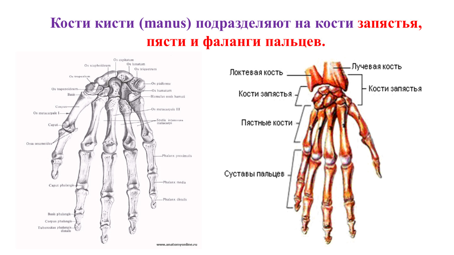 Кости пясти рисунок