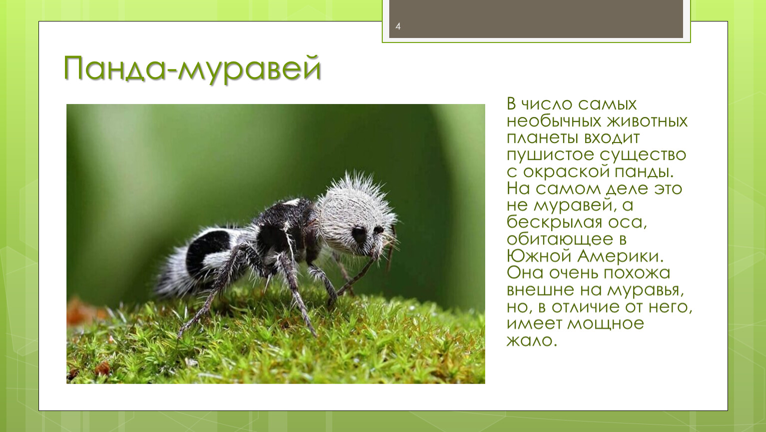 Муравей панда