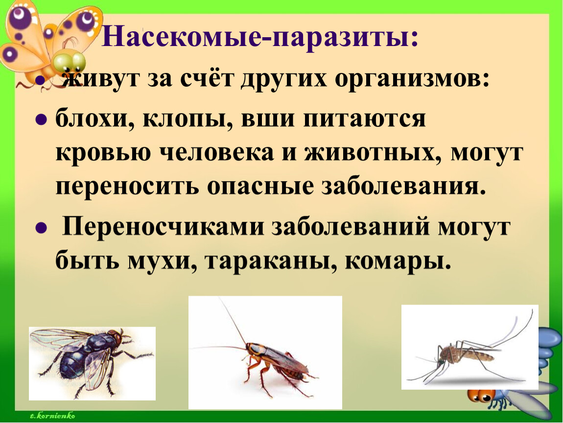 Паразитические насекомые животных. Вши паразитические насекомые. Редукция крыльев у паразитических насекомых. Адаптация организма блоха.