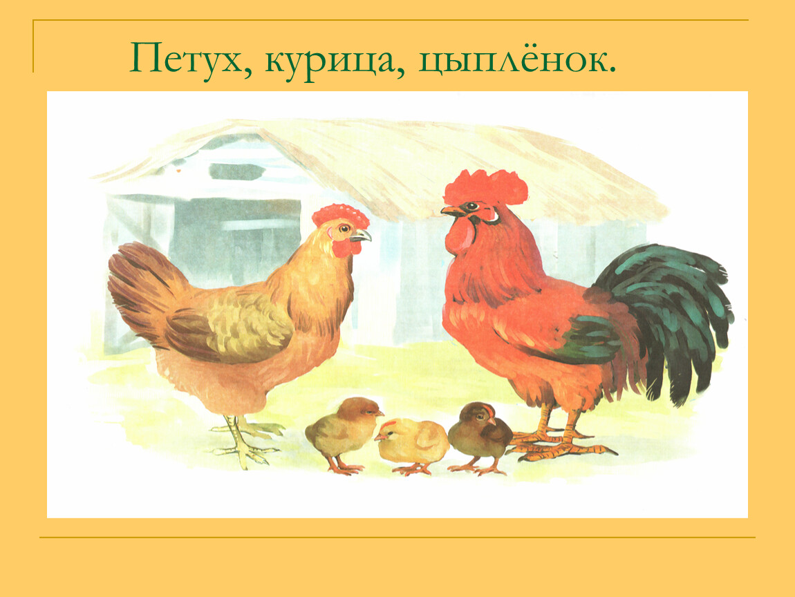 Семья куре. Занятие "Курочка и цыплята" Бондаренко. Петух курица цыпленок. Домашние птицы. Курица и петух.