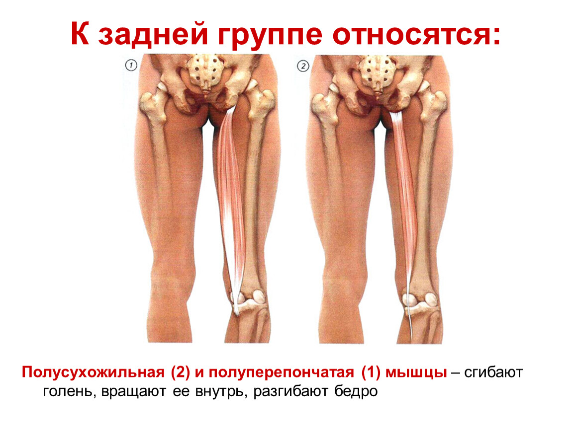 Полусухожильная мышца. Полусухожильная и полуперепончатая мышцы. Полусухожильная мышца анатомия. Полусухожильная мышца бедра. Поуперепончатая полусухожильная мышцы.