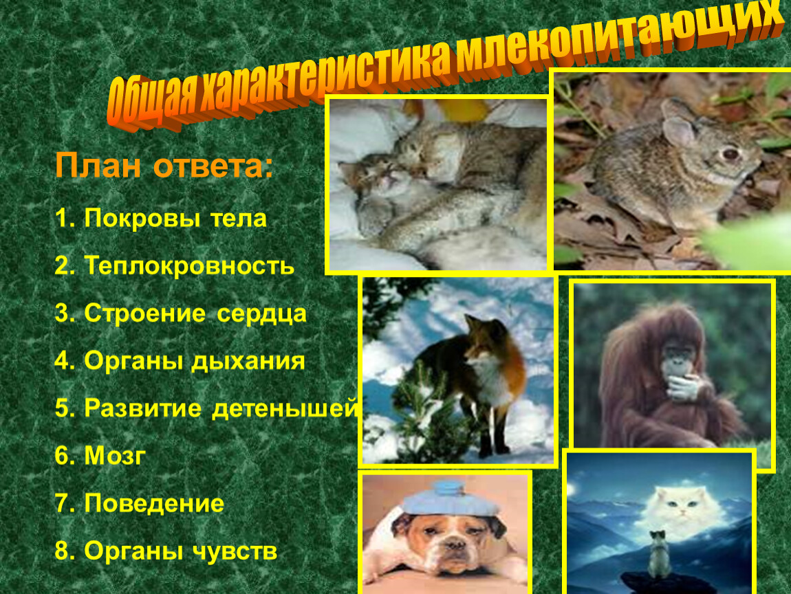 Какое преимущество дает теплокровность. Отряды млекопитающих. Отряды млекопитающих в России. План млекопитающих животных общий. Отряды млекопитающих план.