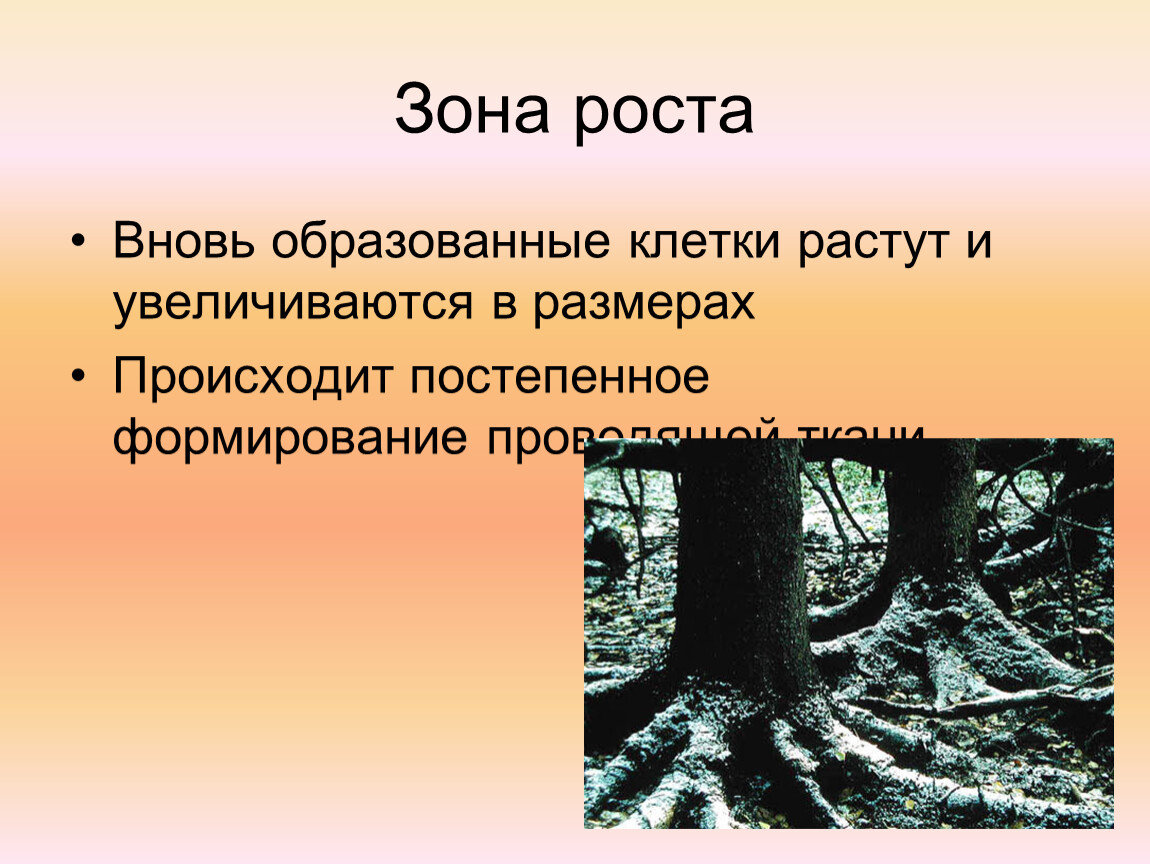 Рост это кратко. Зоны роста. Зоной роста является. В зоне роста клетки растут постоянно.