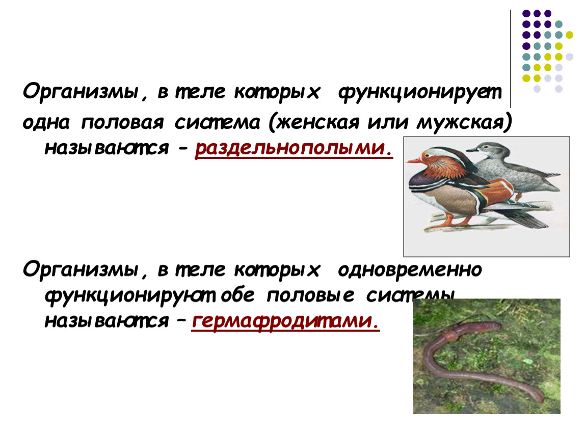 Наличие организм. Организмы, в теле которых функционирует одна половая система. Раздельнополые организмы. Гермафродиты и раздельнополые. Раздельнополые организмы примеры.