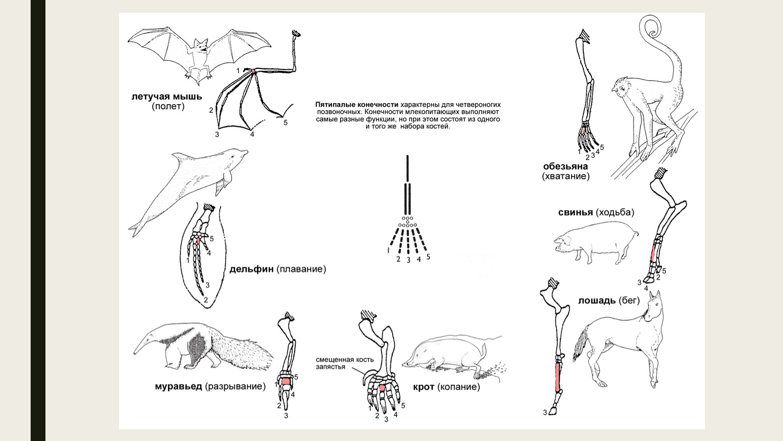 Ласты кита и роющие конечности крота. Скелет передней конечности млекопитающих. Строение передних конечностей млекопитающих. Строение скелета передних конечностей млекопитающих. Скелет передних и задних конечностей млекопитающих.