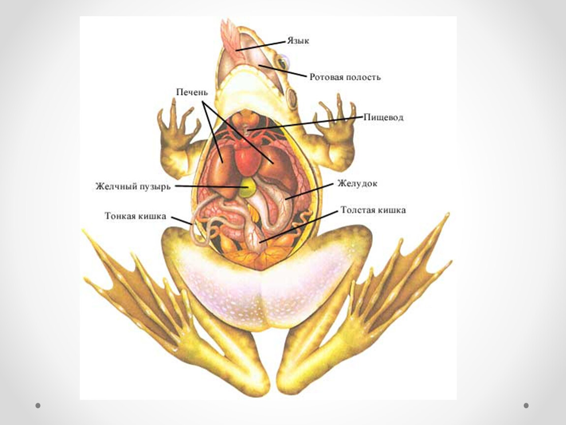 Внутреннее строение лягушки рисунок