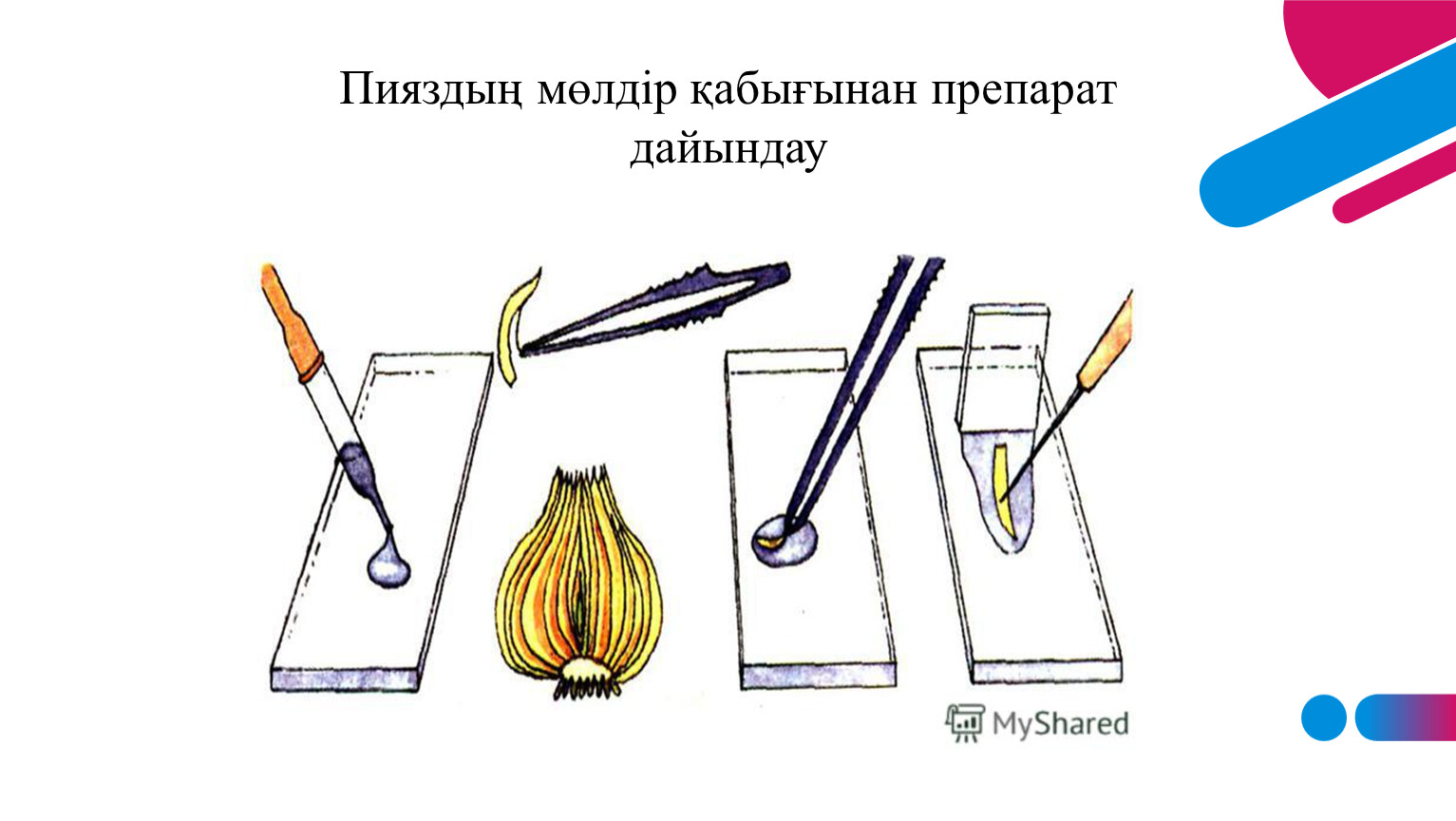 Лабораторное оборудование для приготовления микропрепарата 6 класс
