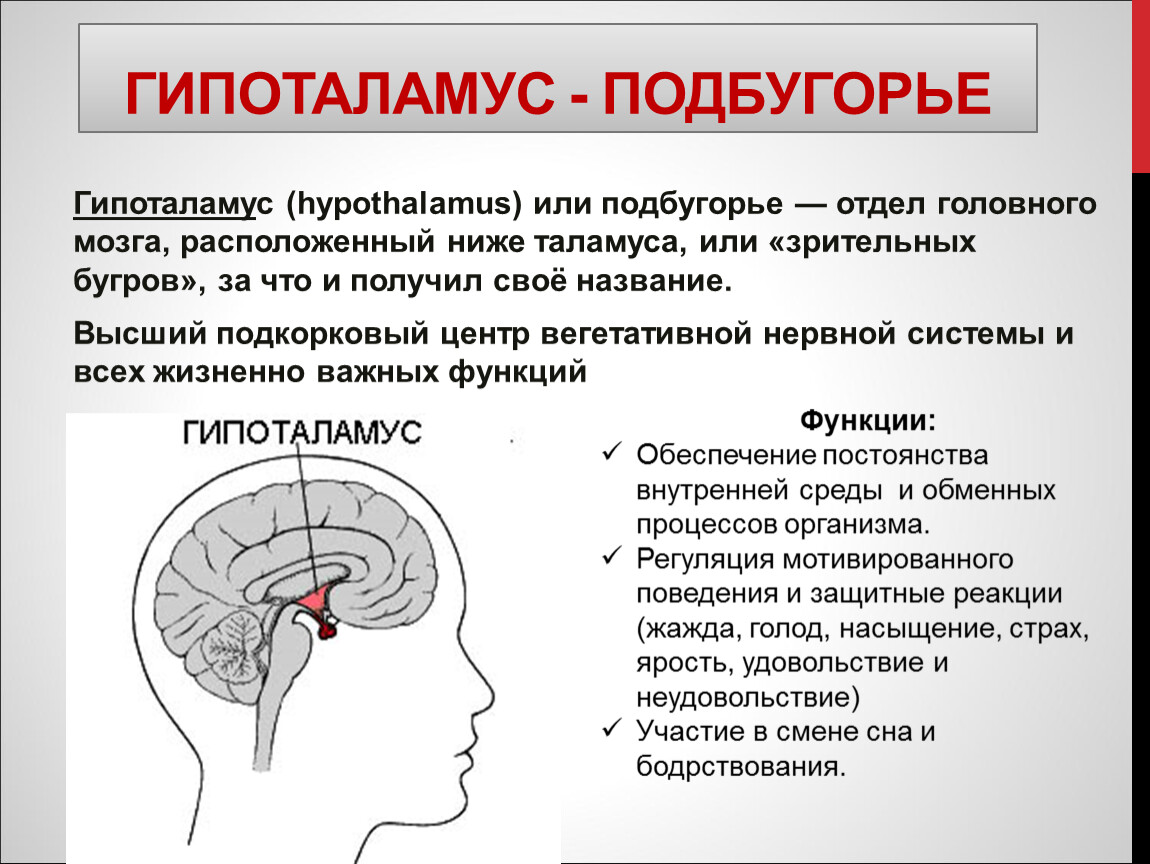 Таламус и гипоталамус какой отдел мозга. Функции гипоталамуса головного мозга. Строение мозга функции гипоталамус. Гипоталамус строение и функции. Функции отдела гипоталамуса.