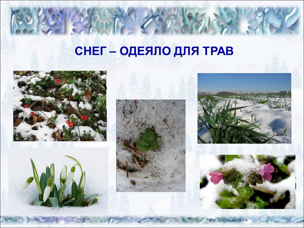 Кто изобразил весну и зиму живыми существами. Растения зимой. Растения зимой для детей. Растения под снегом. Растения зимующие под снегом.