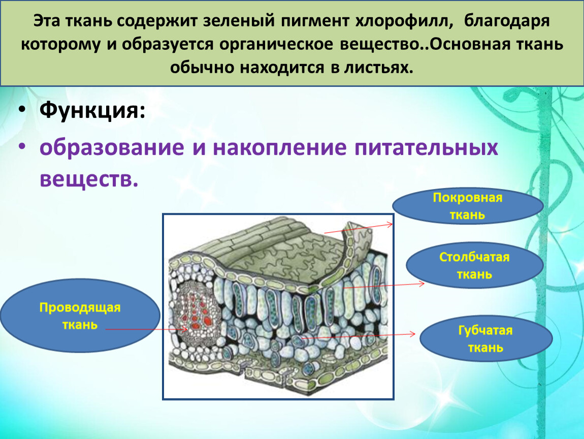 Функции образованных тканей. Покровная питательная ткань. Накопление питательных веществ. Накопление питательных веществ функция. Какая ткань содержит пигмент хлорофилл.