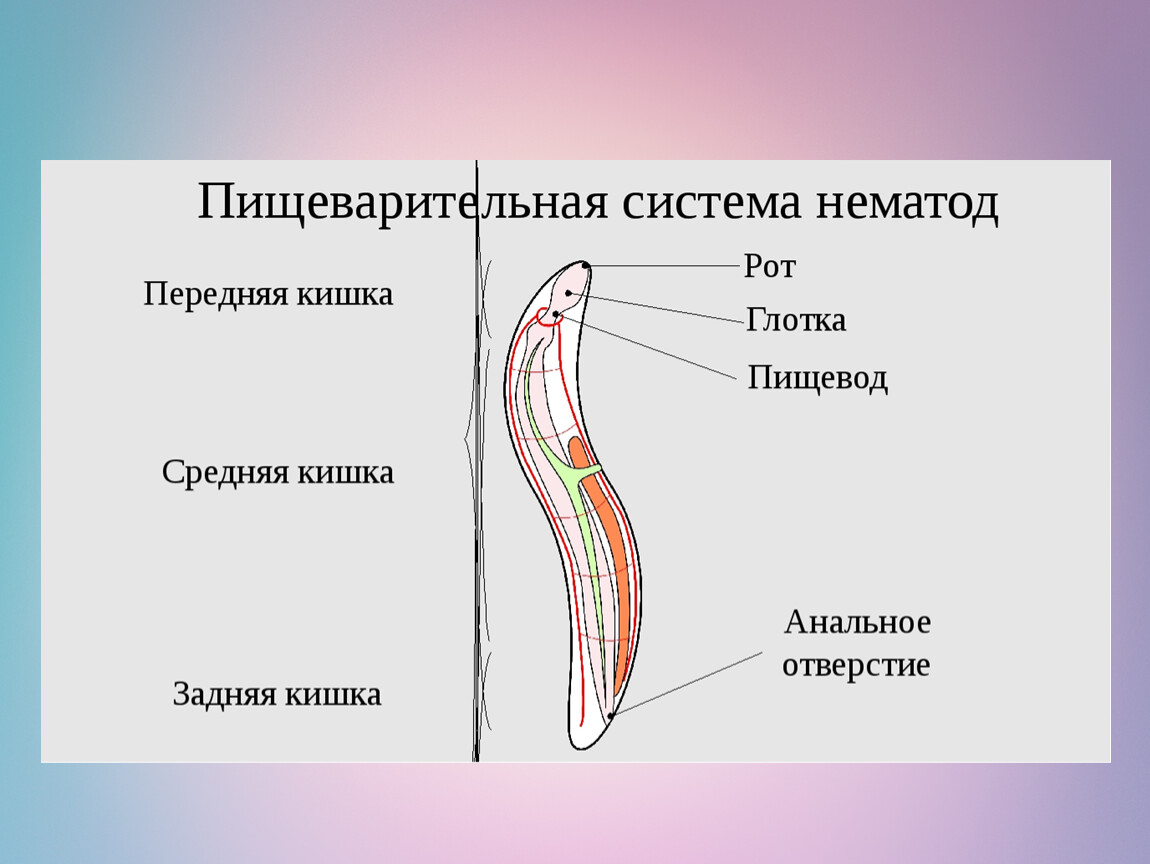 Тип круглые черви пищеварительная. Пищеварительная система нематод схема. Пищеварительная система у круглых червей нематоды. Органы пищеварения 7 класс биология. Вид нервной системы нематод.