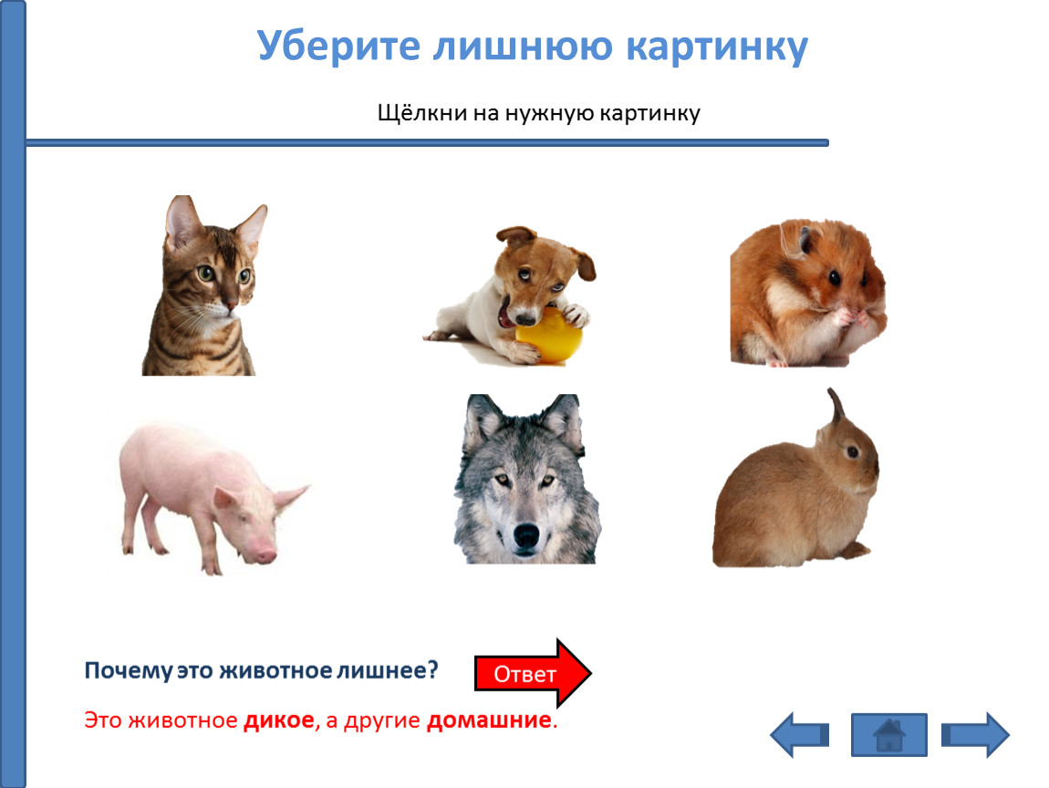 Презентация с триггерами для начальной школы по окружающему миру