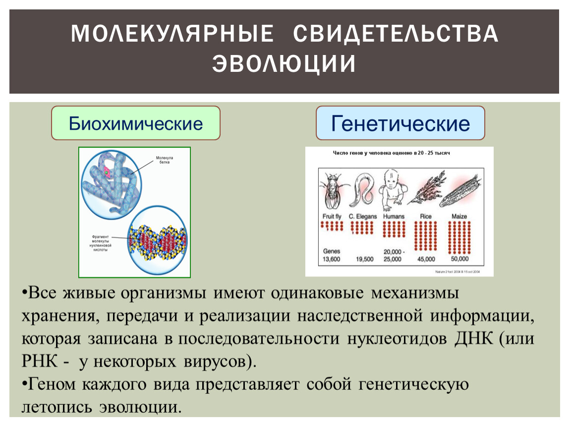 Молекулярные доказательства. Молекулярные свидетельства эволюции. Биохимические свидетельства эволюции. Молекулярные свидетельства эволюции презентация 11 класс. Молекулярные свидетельства эволюции примеры.