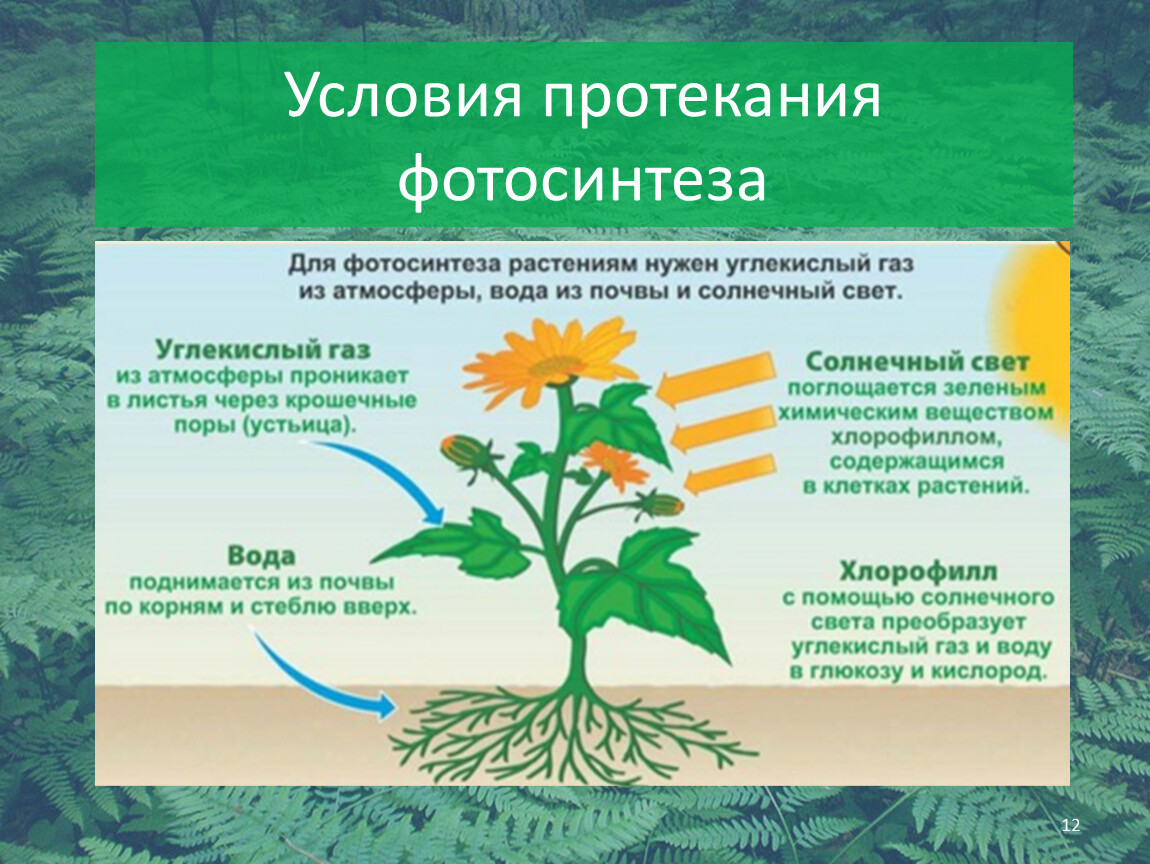 Каждому растению необходима. Фотосинтез растений 6 класс биология. Процесс фотосинтеза 6 класс биология. Условия протекания фотосинтеза. Условия для фотосинтеза растений.